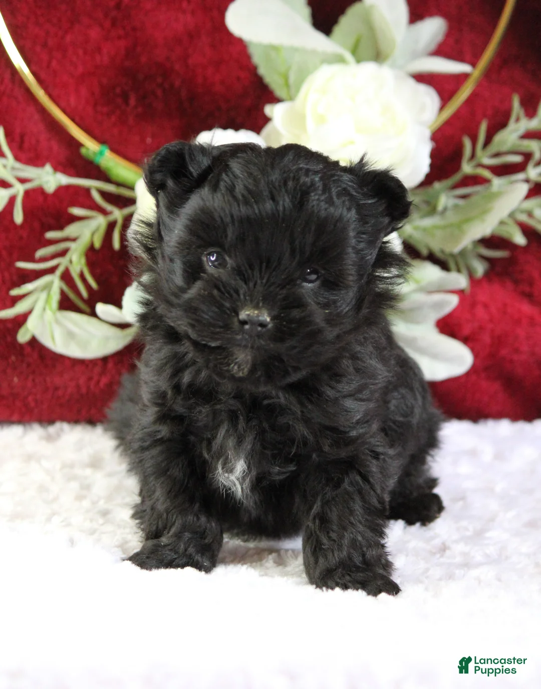 Yorkiepoo dogs for sale: Baxtor - Ad 4