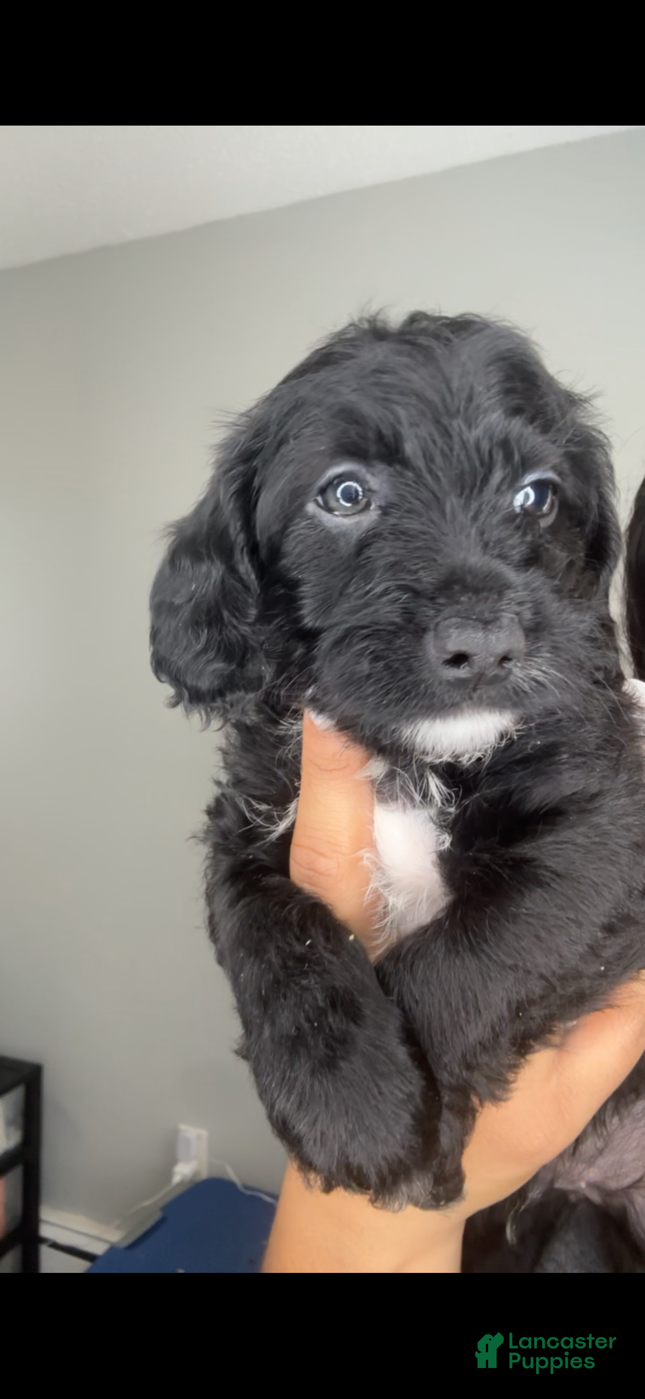 Mixed Breed dogs Hamza - Ad 27