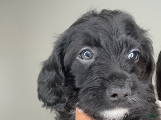 Mixed Breed dogs Hamza - Ad 32