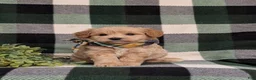 Eskipoo dogs for sale: Denzel - Ad 3