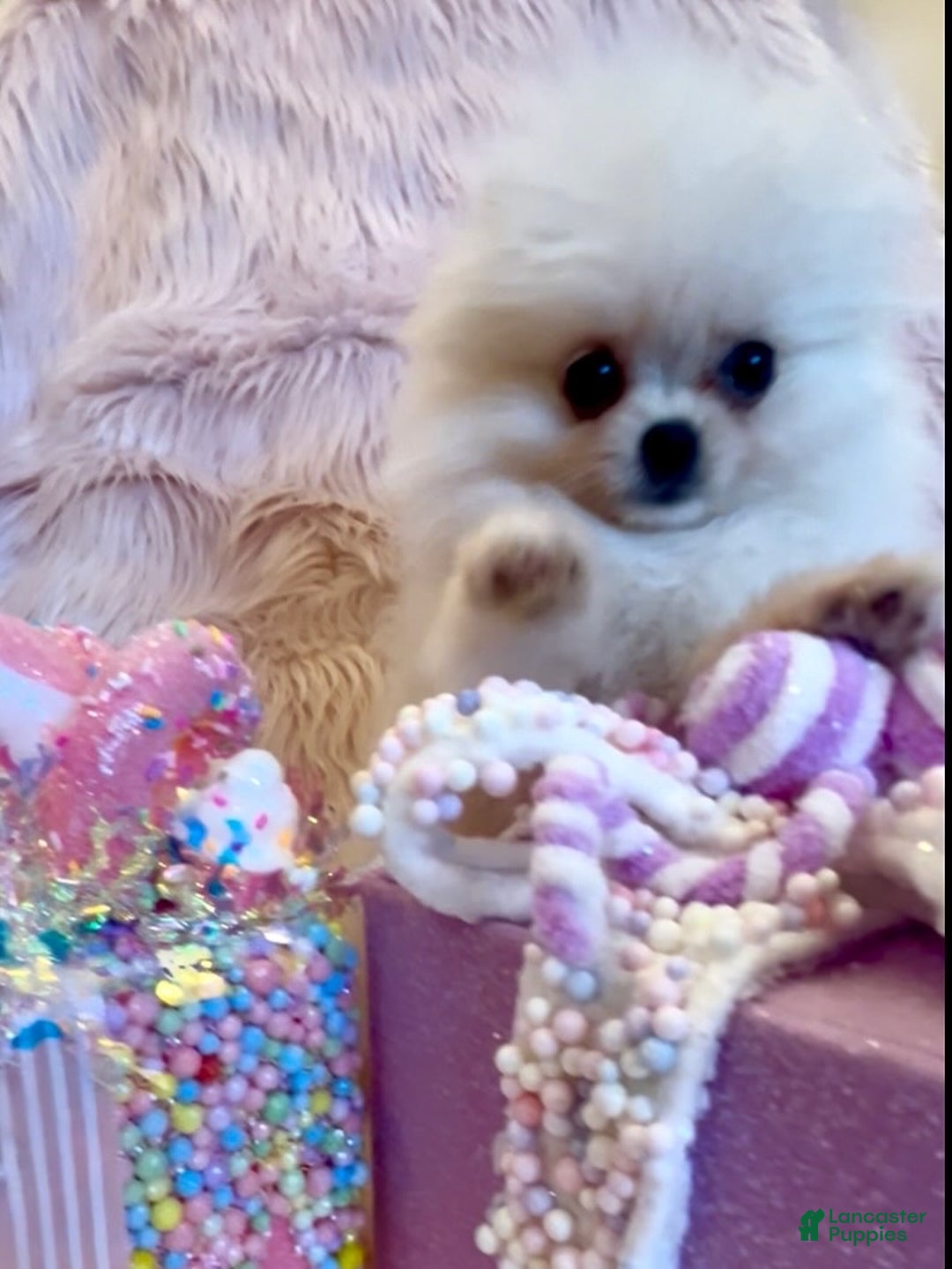 Pomeranian dogs for sale: Lynette AKC Registered full rights  - Ad 2