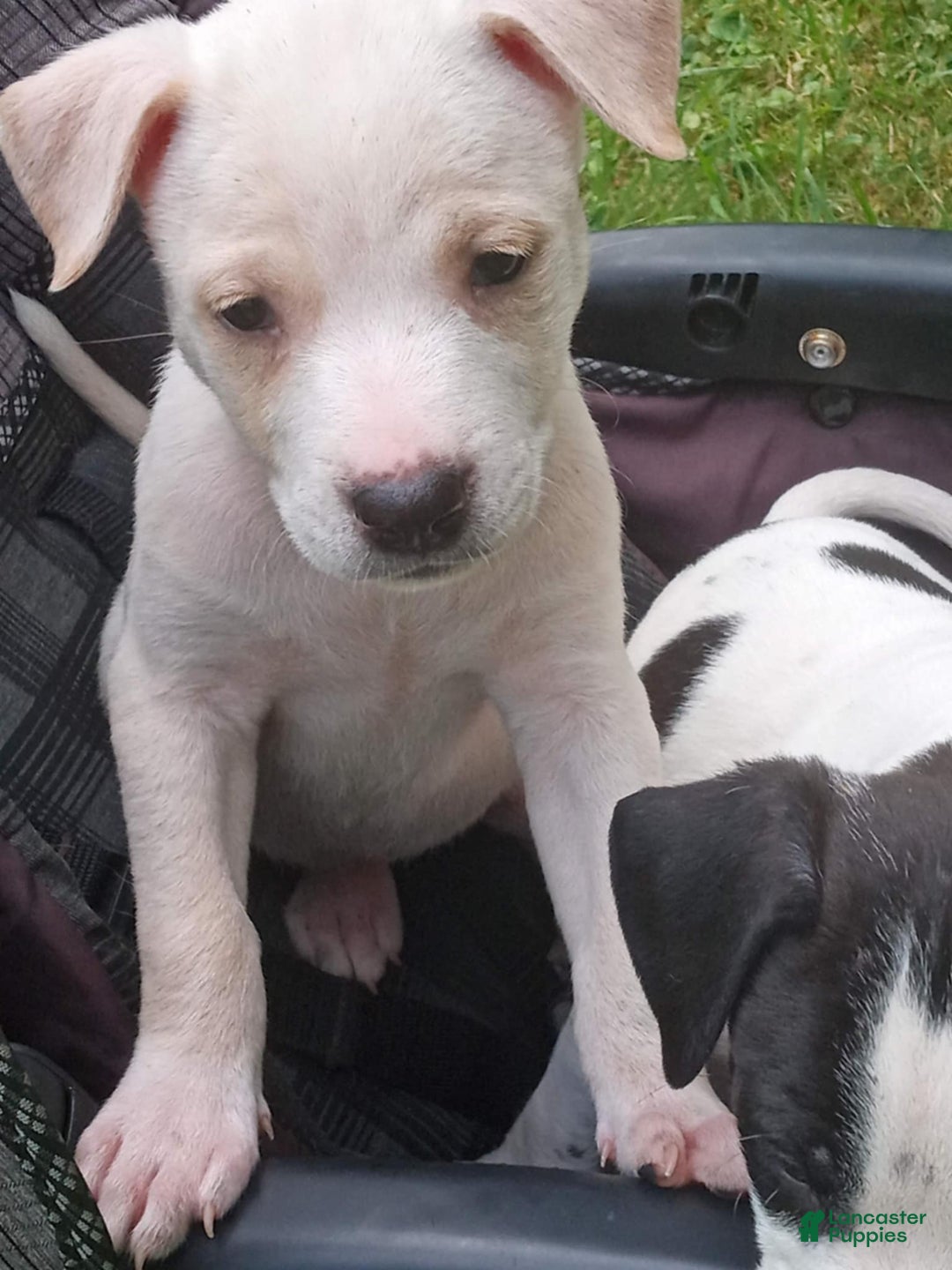 American Bully dogs for sale: Roxi - Ad 4