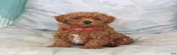 Maltipoo dogs for sale: Scout - Ad 4