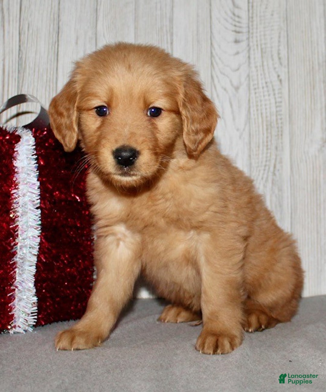 Golden Retriever dogs for sale: Parker - Ad 2