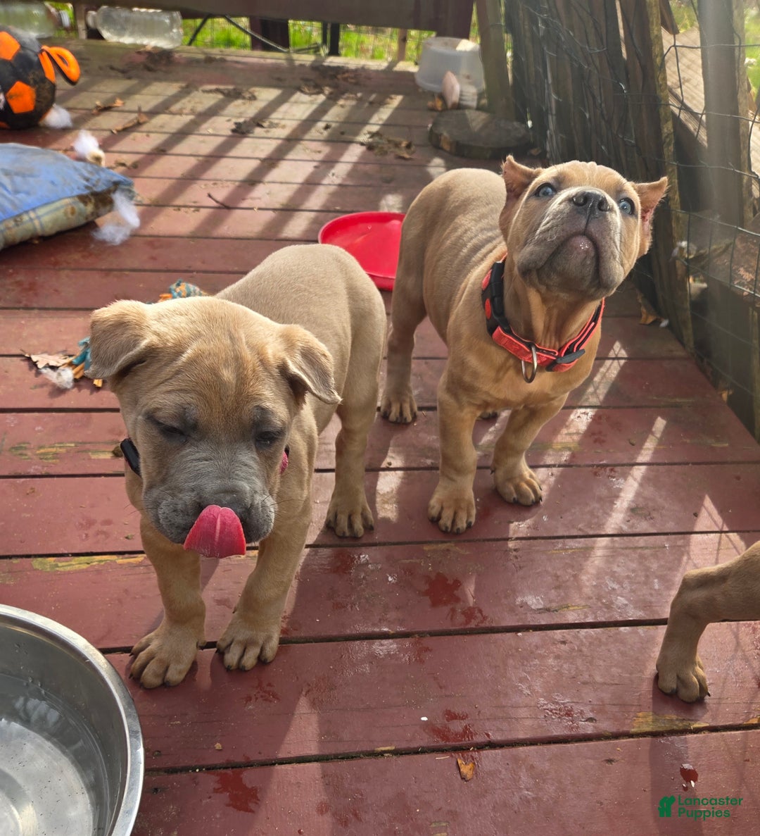 Cane Corso dogs for sale: Lily - Ad 2