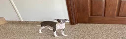 Italian Greyhound dogs for sale: Melanie  - Ad 6