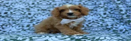Cavapoo dogs for sale: Moose - Ad 6