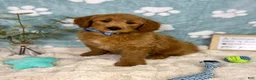 Mini Goldendoodle dogs for sale: Bentley  - Ad 1