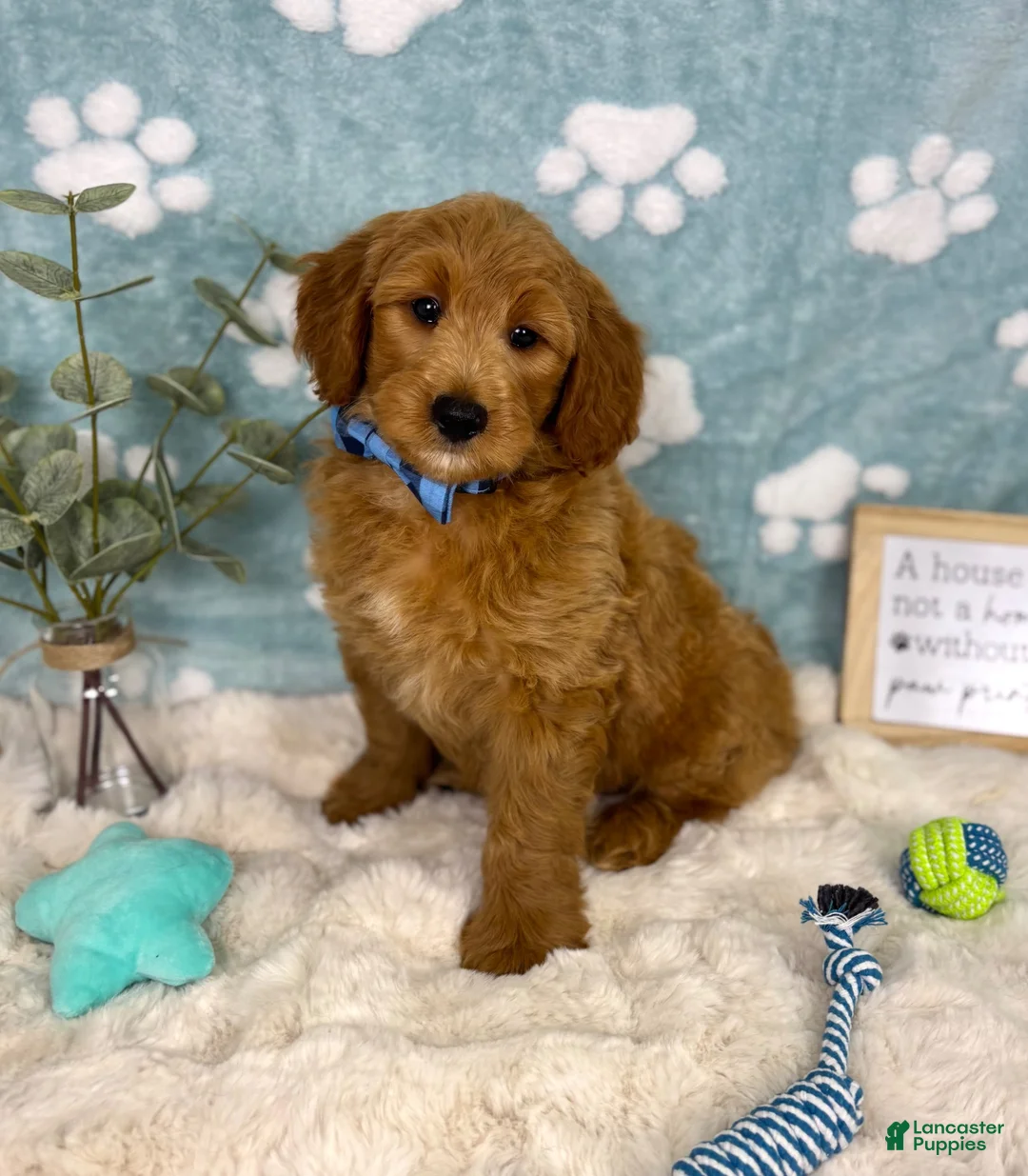Mini Goldendoodle dogs for sale: Bentley  - Ad 1