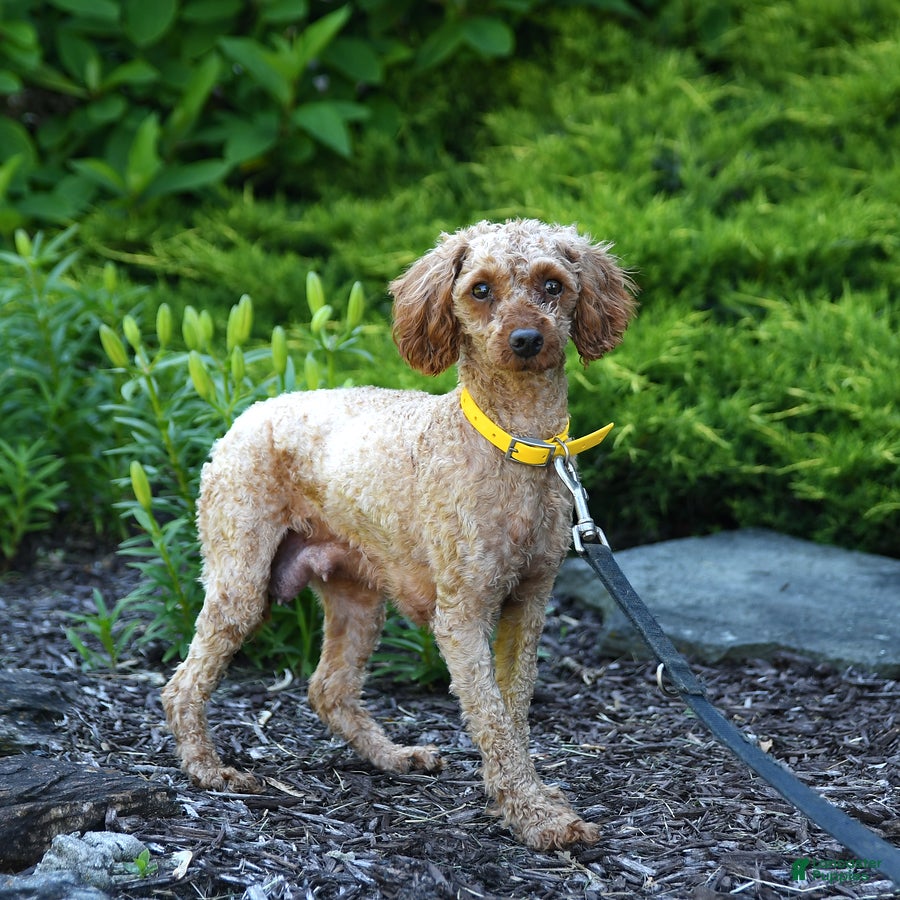 Miniature Poodle dogs for sale: Crawford - Ad 4