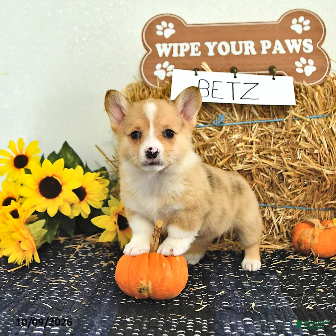 Welsh Corgi Pembroke dogs for sale: Betz - Ad 1