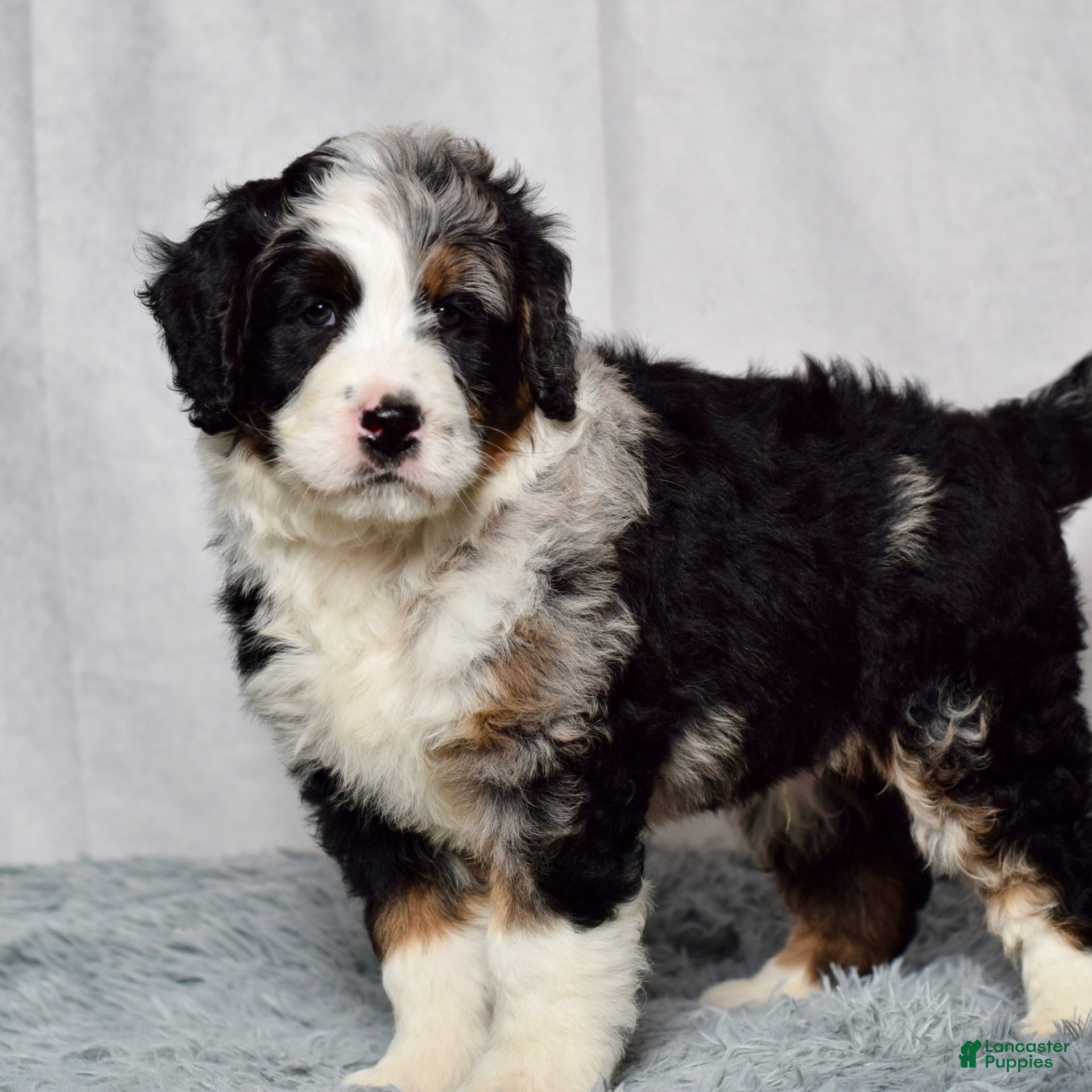 Bernedoodle dogs Waldo - Ad 2