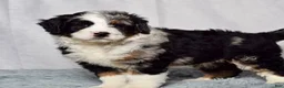 Bernedoodle dogs for sale: Waldo - Ad 2