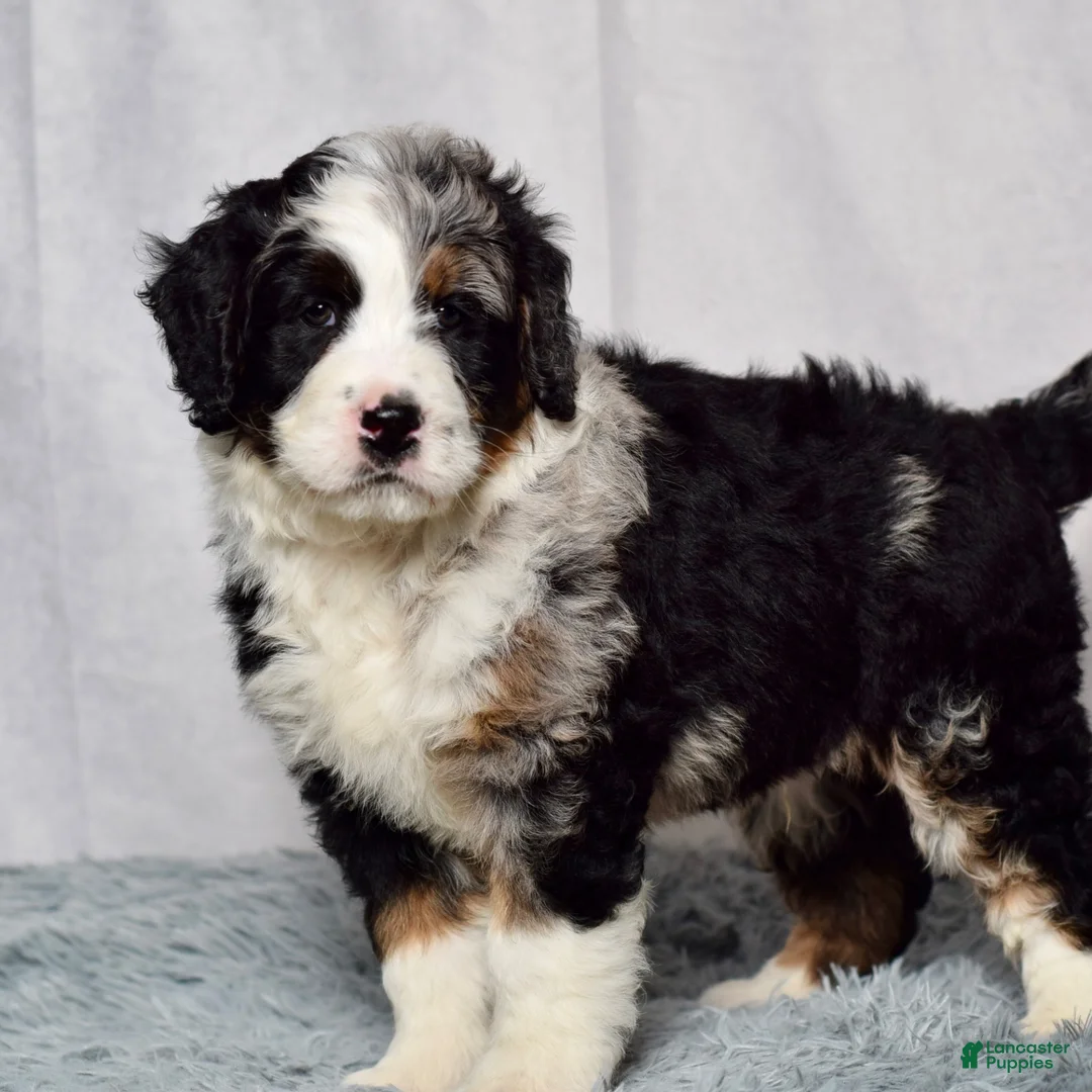 Bernedoodle dogs for sale: Waldo - Ad 2