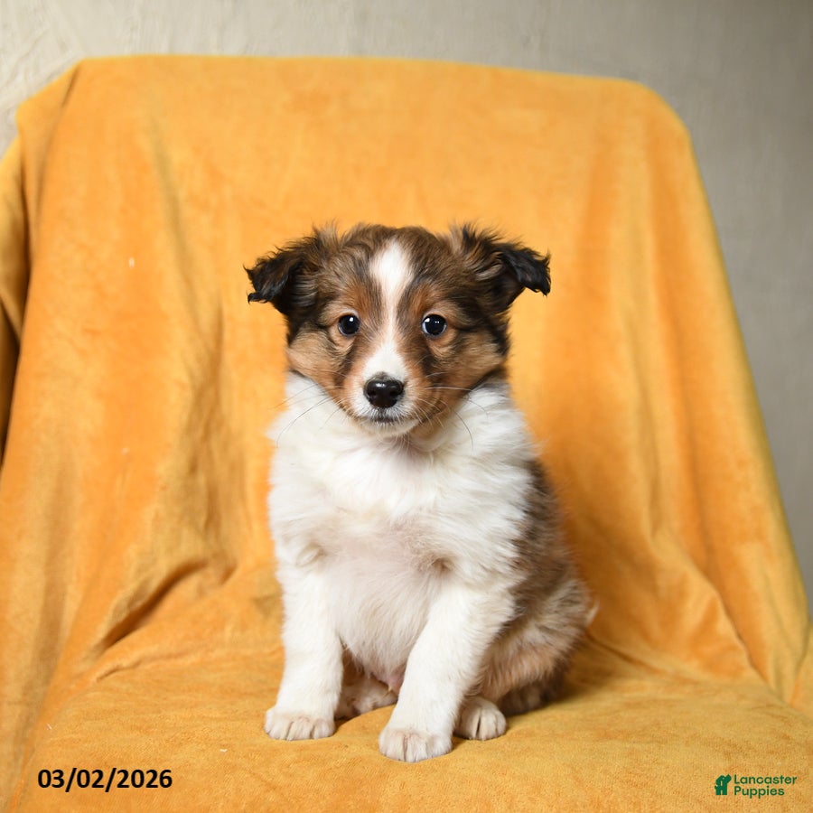 Shetland Sheepdog dogs Fern - Ad 1