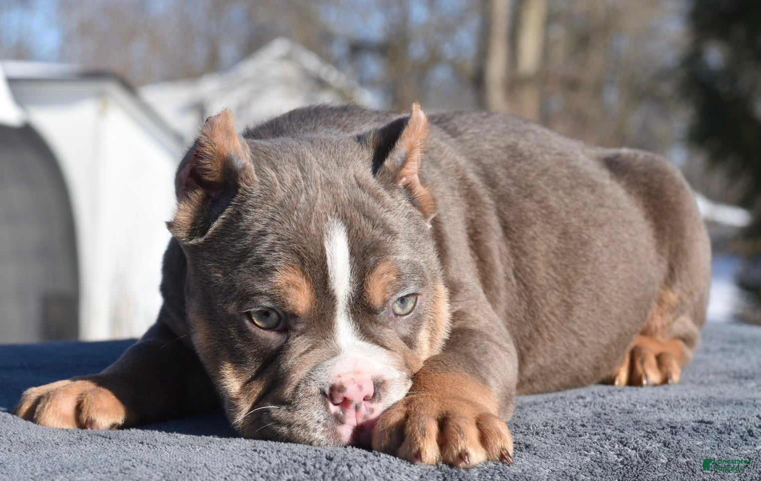 Mixed Breed dogs Kong bully hybrid  - Ad 2