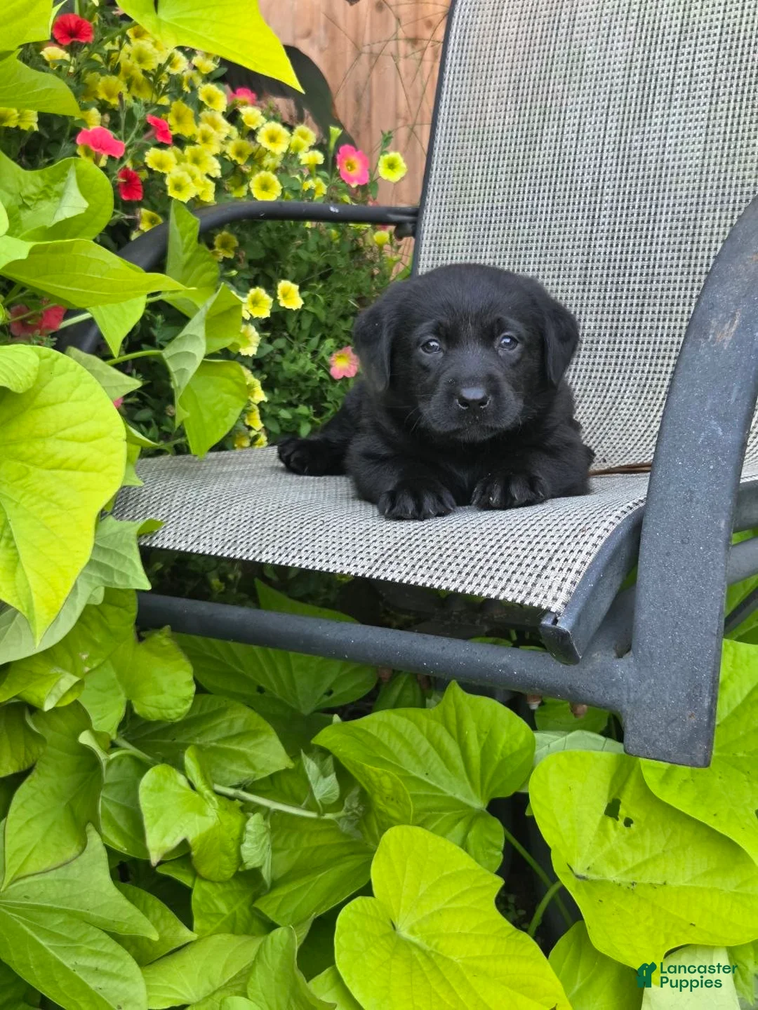 Labrador Retriever dogs for sale: Sasha  - Ad 3