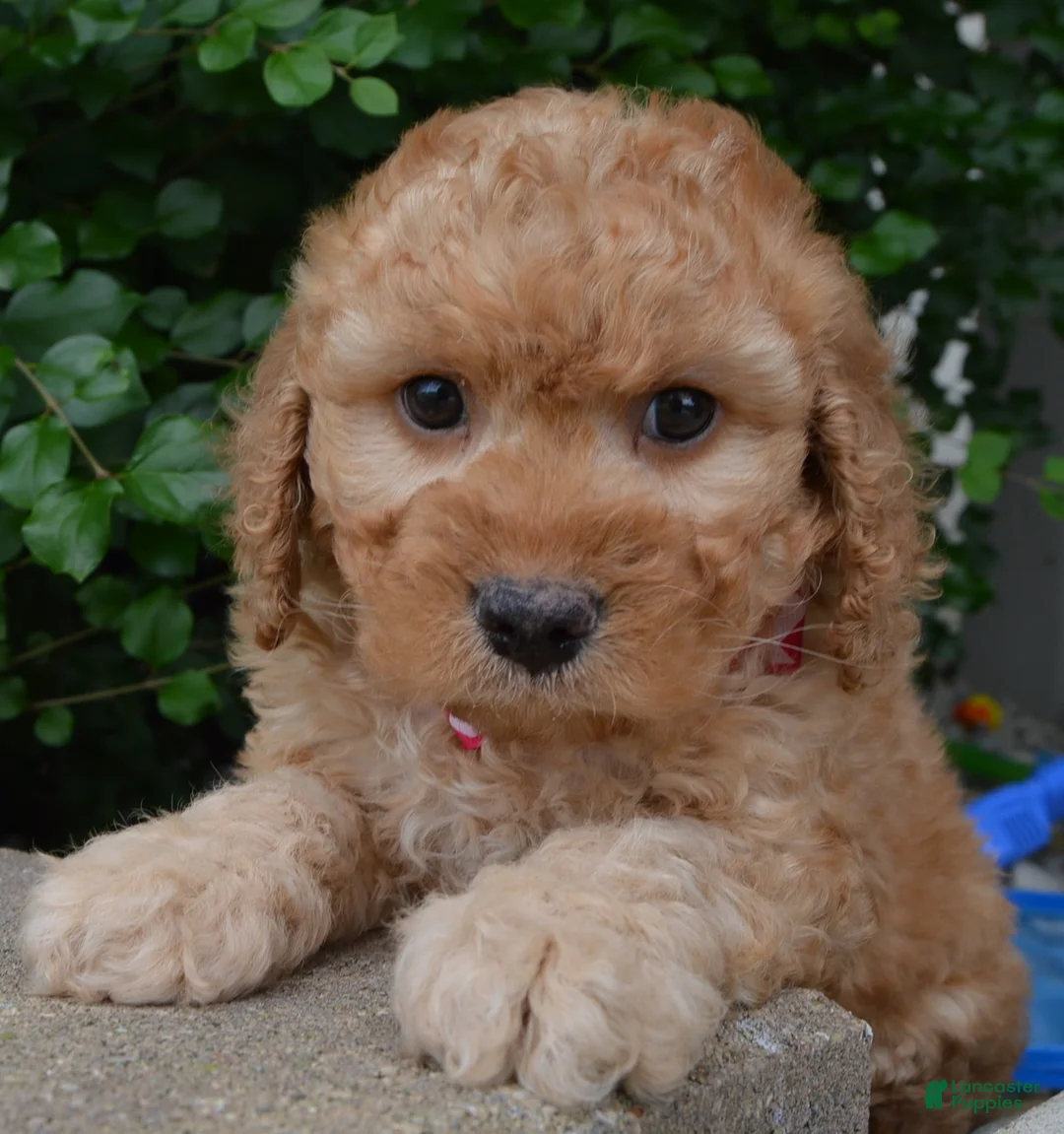 Mini Goldendoodle dogs for sale: Mini Gigi - Ad 2