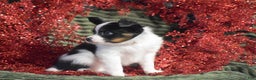Papillon dogs for sale: Blitz - Ad 5
