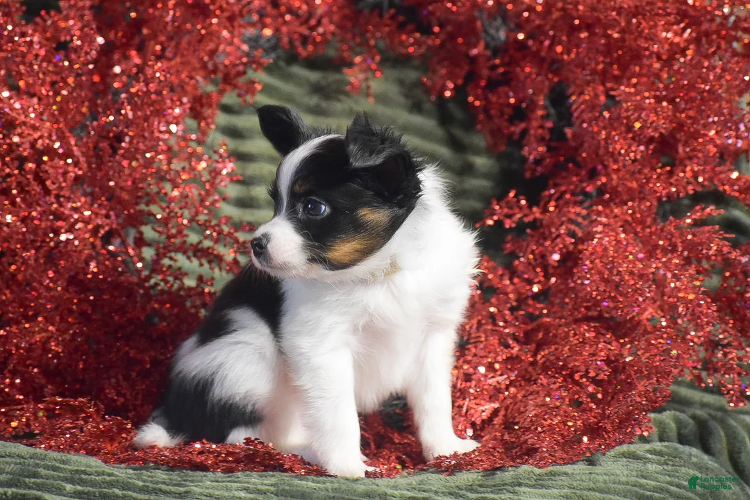 Papillon dogs for sale: Blitz - Ad 6