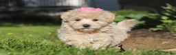 Maltipoo dogs for sale: Cinnamon - Ad 6