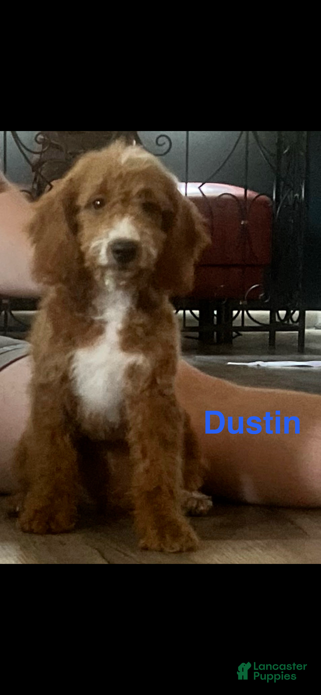 Mini Goldendoodle dogs for sale: Rosie - Ad 6