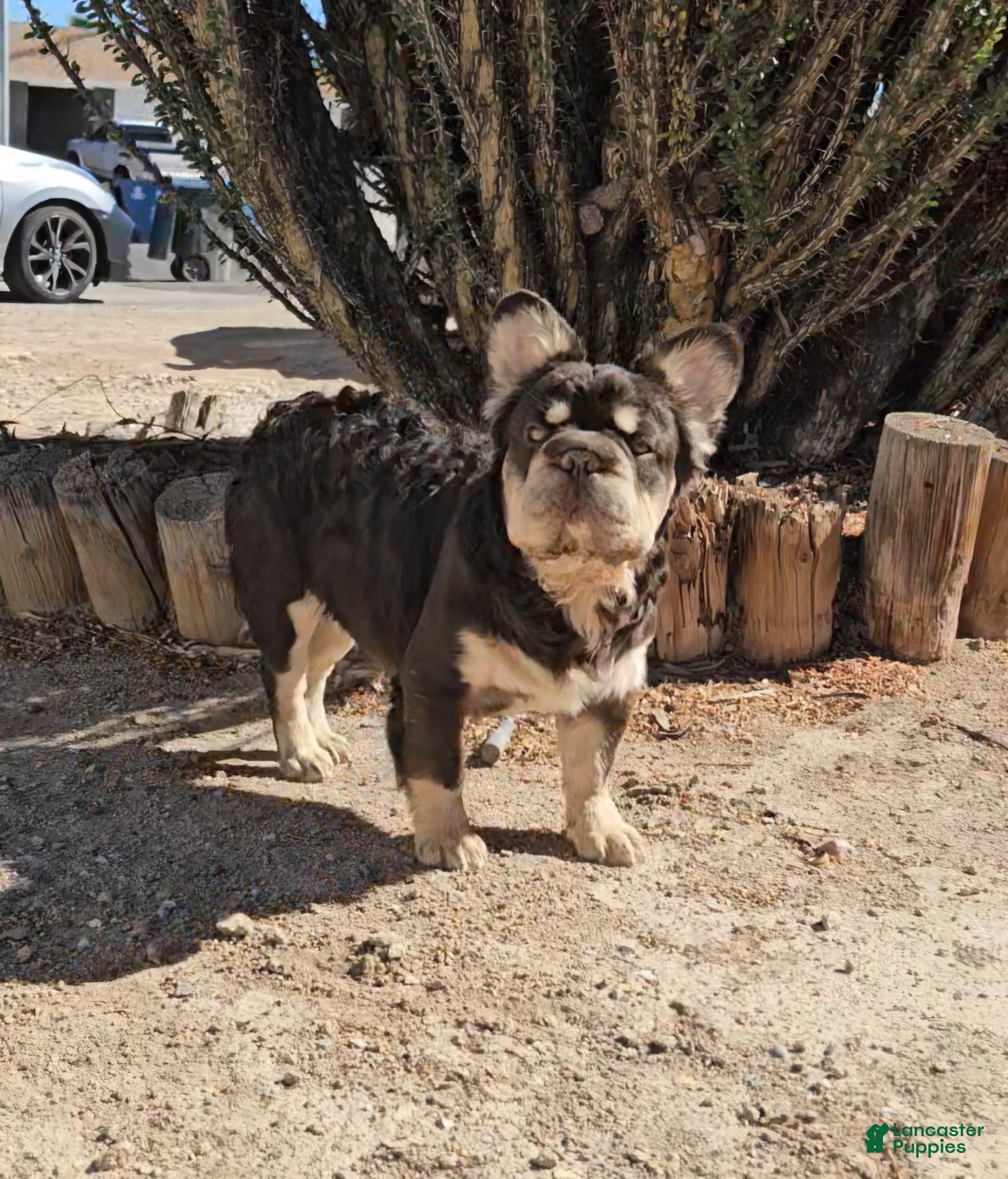 French Bulldog dogs Kona - Ad 1
