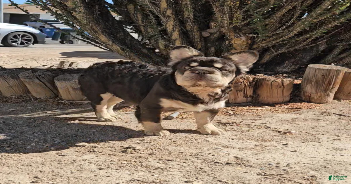 Puppies for sale in Nevada | Lancaster Puppies