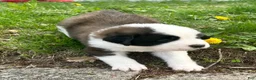 Saint Bernard dogs for sale: Macchiato (Mack) - Ad 2