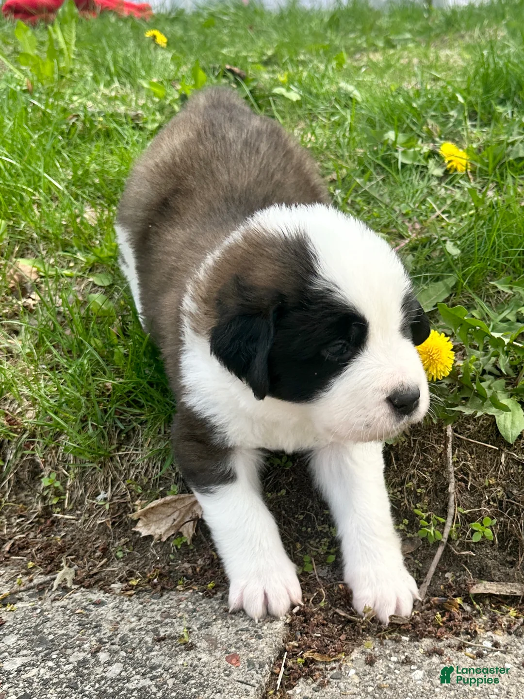 Saint Bernard dogs for sale: Macchiato (Mack) - Ad 2