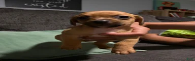 Chiweenie 3