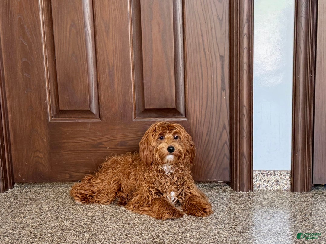 Cockapoo dogs for sale: Bonnie - Ad 2