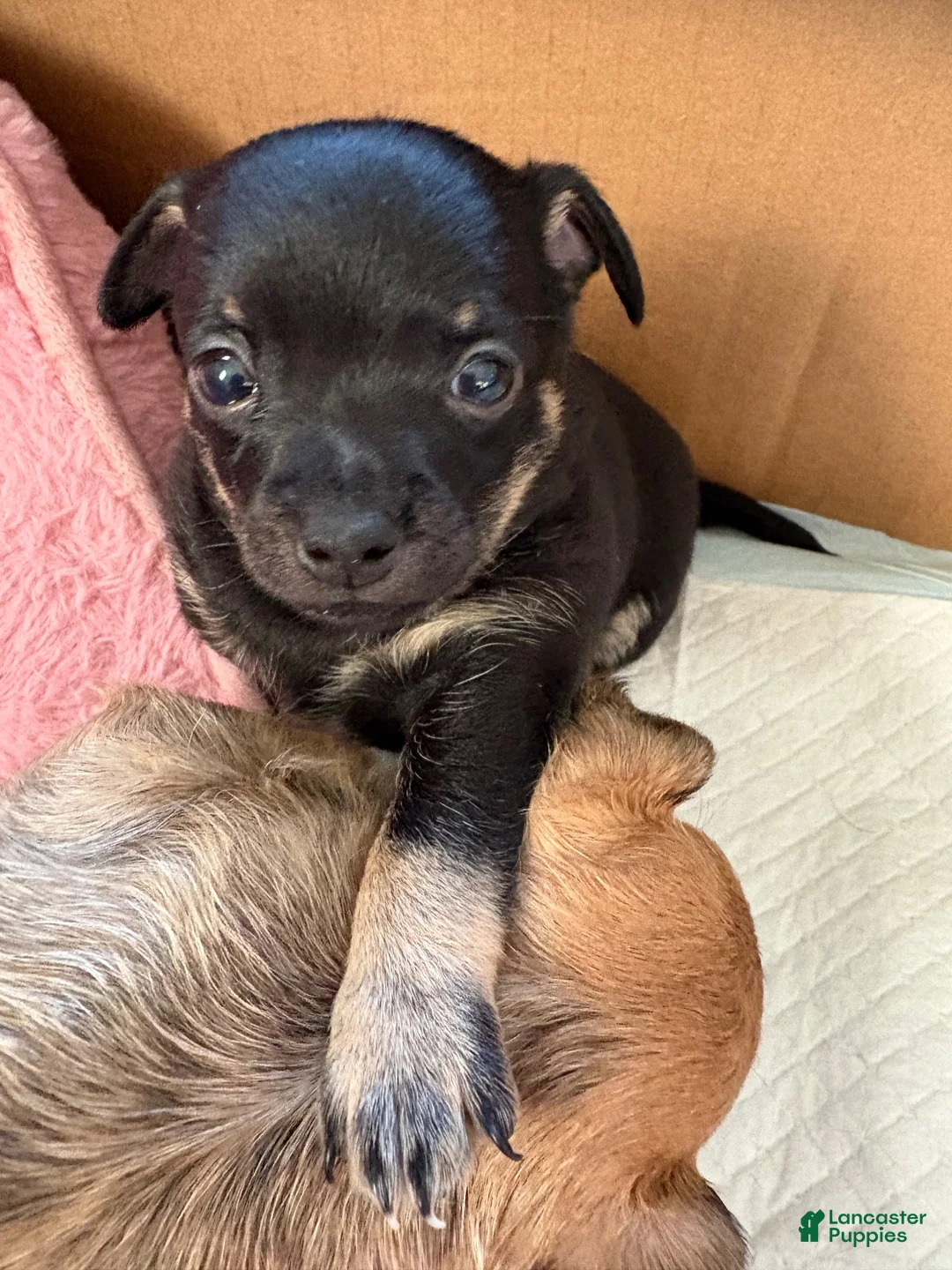 Chihuahua dogs for sale: Chihuahua 1 - Ad 2