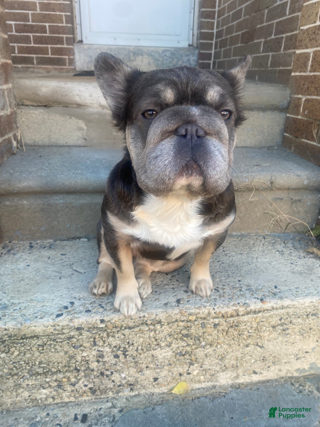 French Bulldog dogs for sale: Big Latto girl 1 - Ad 5