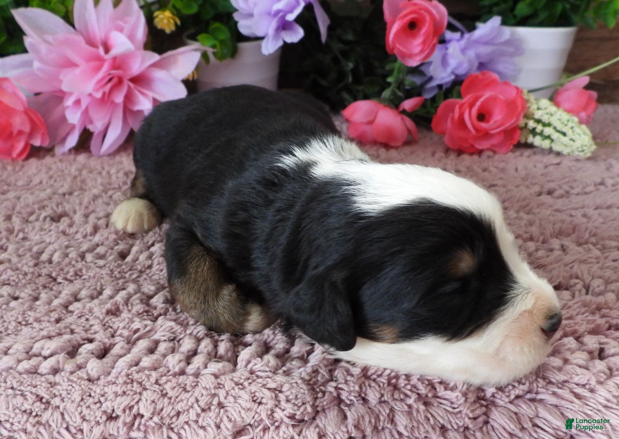 Mini Bernedoodle dogs #4 Female (Splash's) - Ad 32