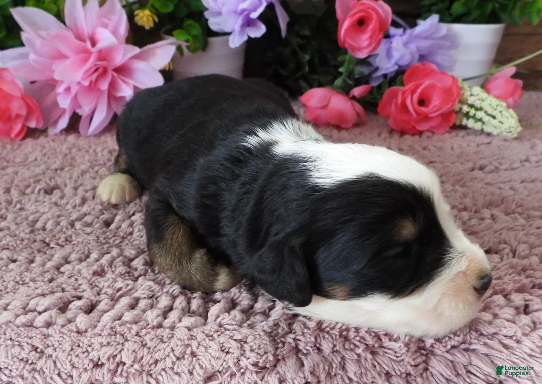 Mini Bernedoodle dogs for sale: #4 Female (Splash's) - Ad 1