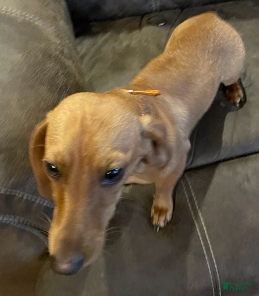 Dachshund dogs Chilie AKC Red - Ad 2