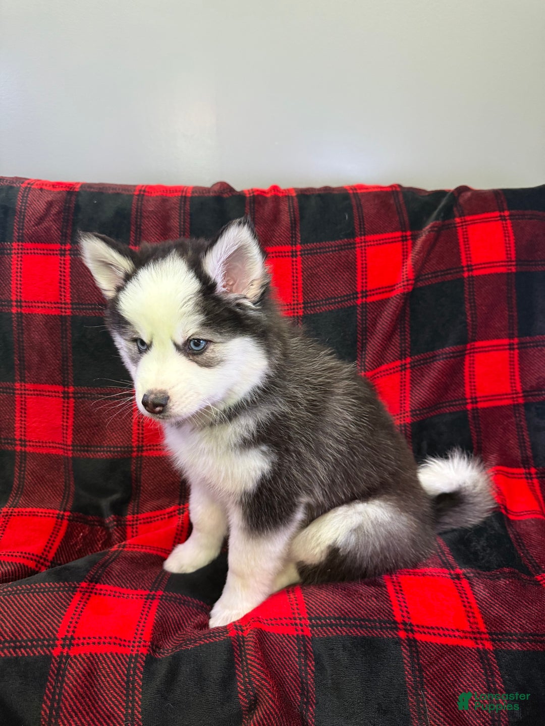 Pomsky dogs for sale: Panda - Ad 7