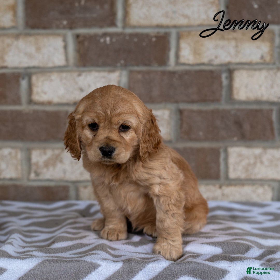 Cocker Spaniel dogs for sale: Jenny - Ad 3