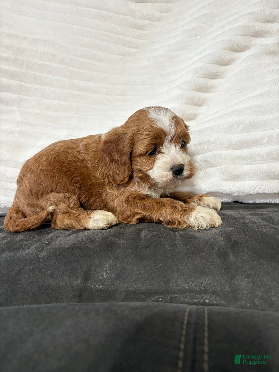 Cockapoo dogs for sale: Cooper - Ad 5