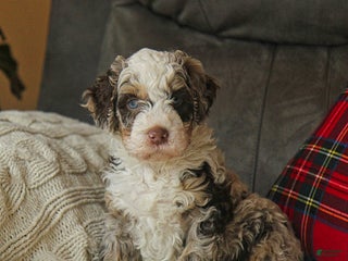 Bernedoodle dogs Logan Makoto - Ad 8