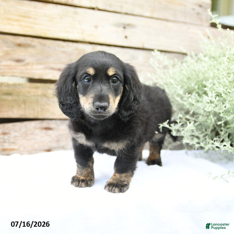 Miniature Dachshund dogs Duncan - Ad 2