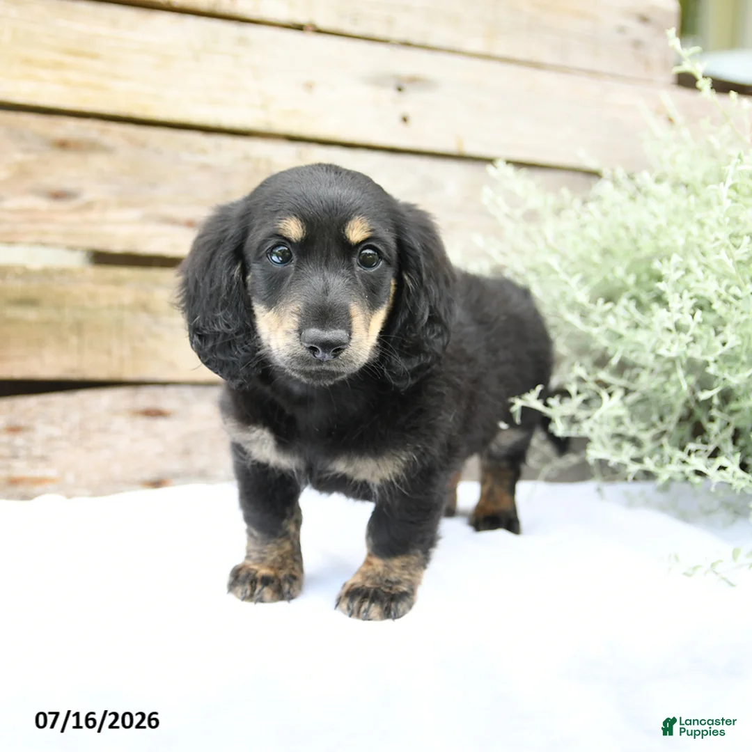 Miniature Dachshund dogs for sale: Duncan - Ad 2