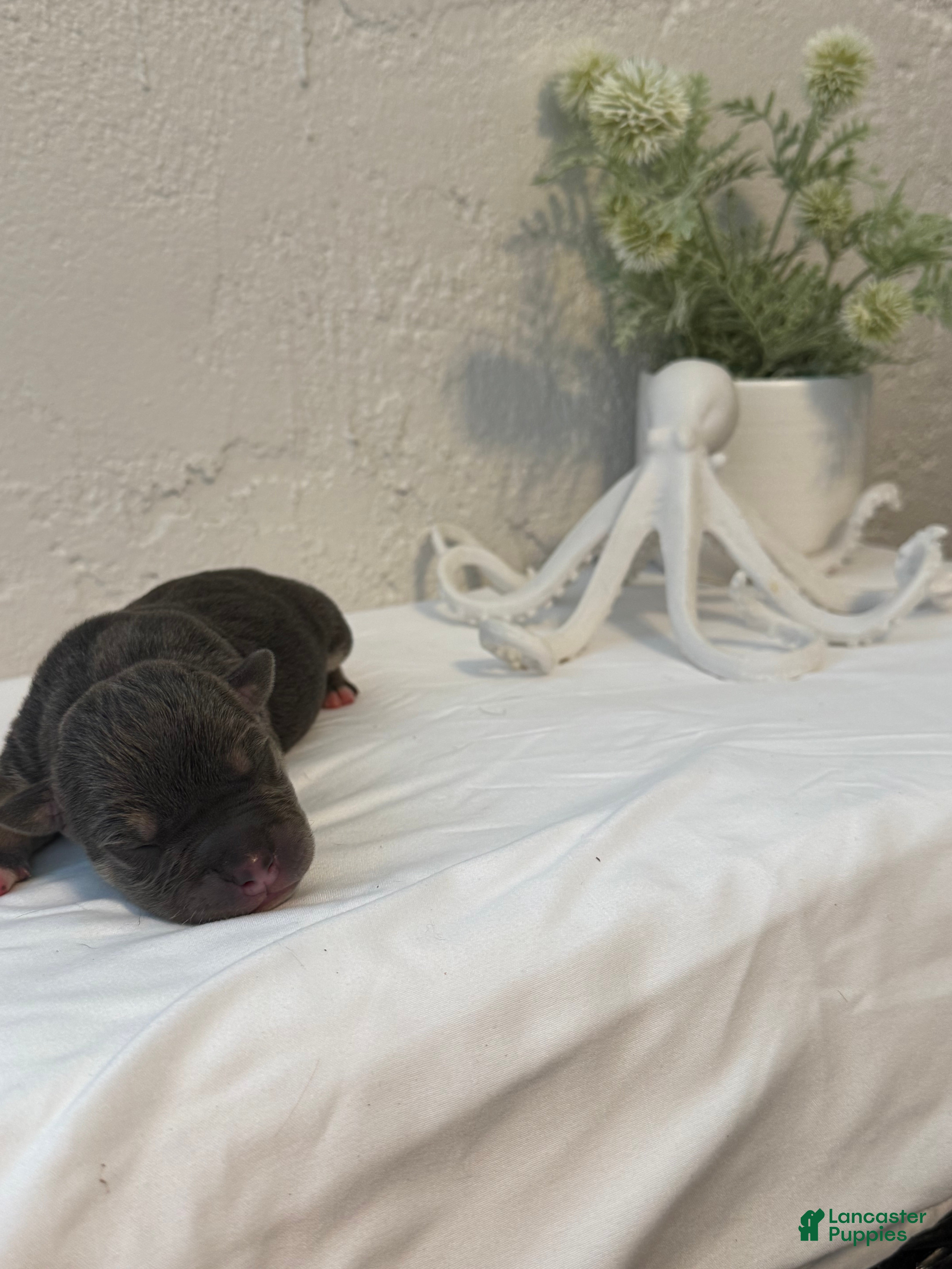 American Bully dogs Leviathan  - Ad 1