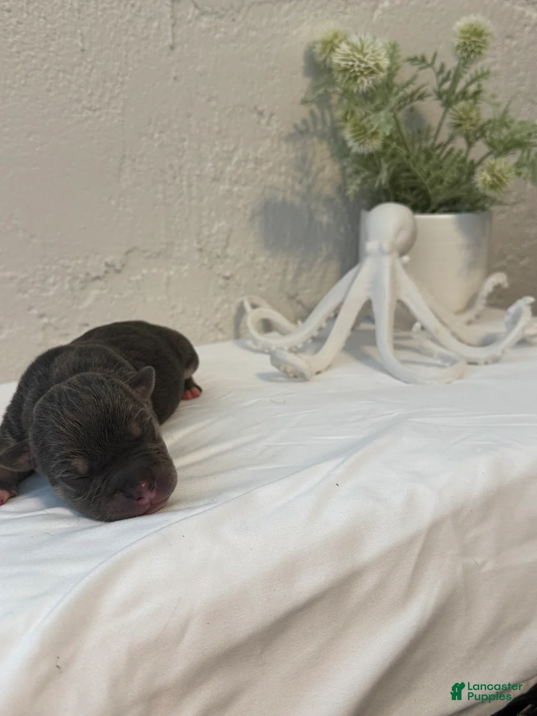 American Bully dogs for sale: Levitation  - Ad 1