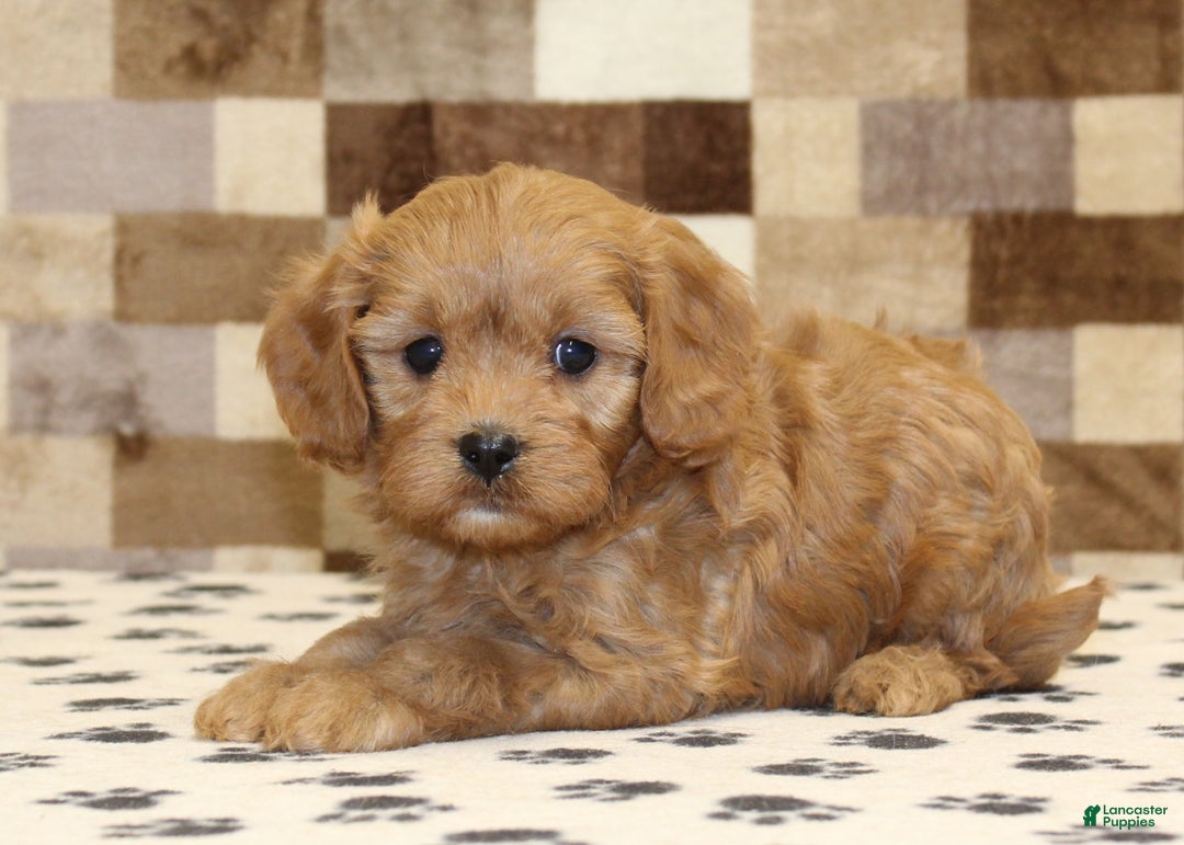 Cavapoo dogs for sale: Emma - Ad 2