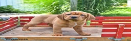 Mini Hippo dogs for sale: Missie - Ad 9