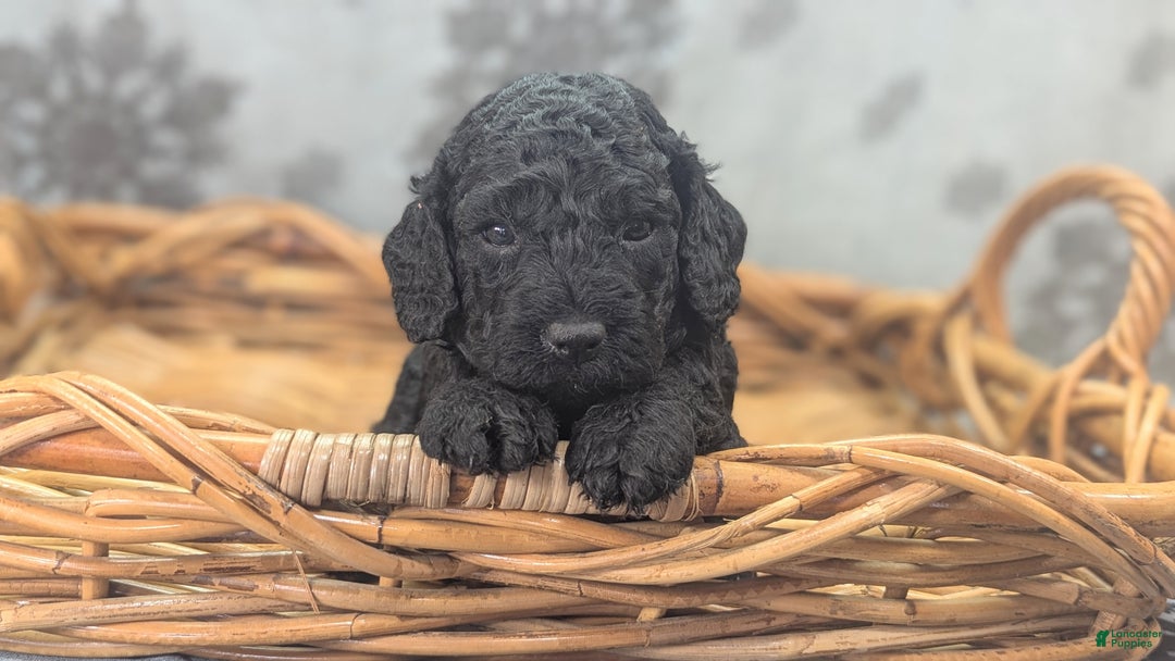 Cockapoo dogs for sale: Foggy - Ad 28