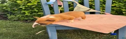 Chihuahua dogs for sale: Henry - Ad 11