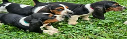 Basset Hound dogs for sale: PRISMARI - Ad 4